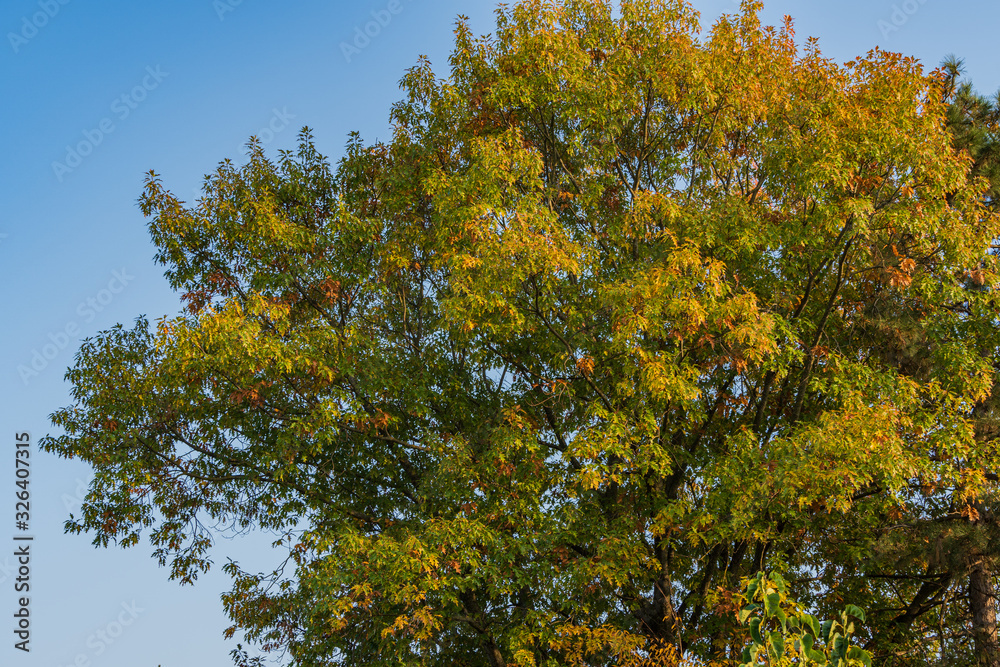 Huge red oak Quercus rubra against blue sky. Green and yellow leaves at sunset. Autumn landscape. Nature concept for design.
