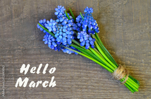 Hello March greeting card.Blue Muscari or Grape hyacinth first spring flowers on a wooden background.Springtime concept.Selective focus.