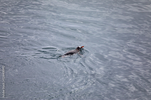 Floating penguin