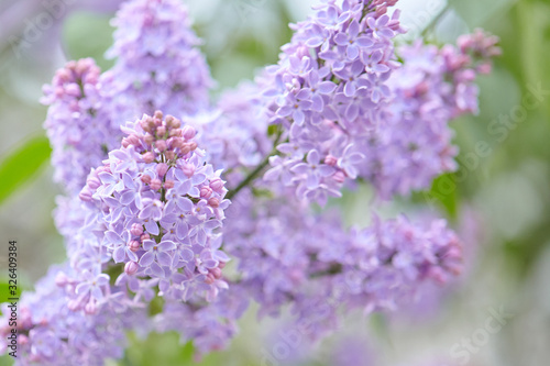 Blossoming lilac flowers. Violet and purple spring background. Lilac bush