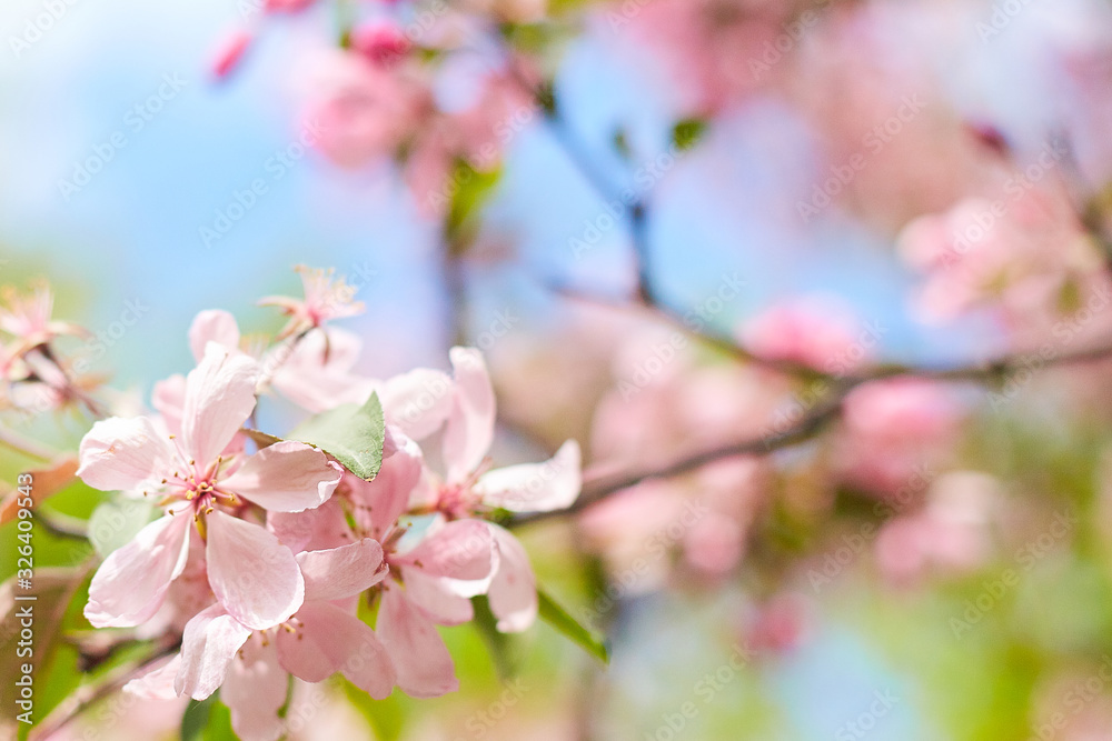 Spring flowers are blooming. Close up of pink blossoms against a bright, blue sky with clouds. Pastel color springtime background with copy space
