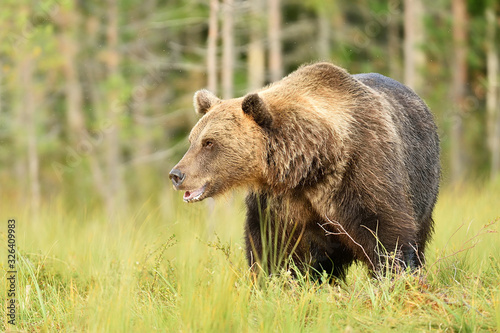 big male brown bear at summer