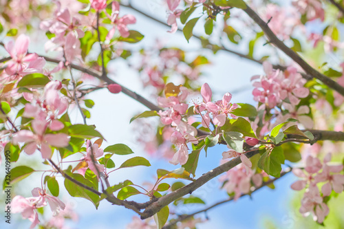 Spring flowers are blooming. Close up of pink blossoms against a bright, blue sky with clouds. Pastel color springtime background with copy space