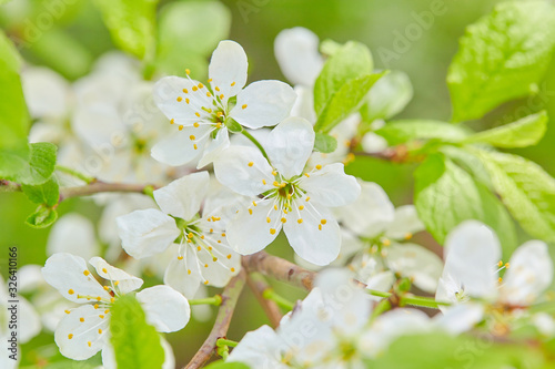 Spring flowers are blooming. Close up of white blossoms. Pastel color springtime background with copy space
