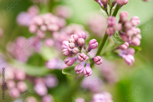 Barely blooming lilac flowers. Violet and purple spring background. Sprig of lilac © Ana Morning