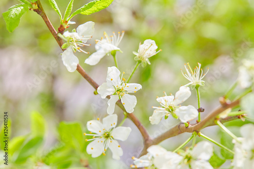 Spring flowers are blooming. Close up of white blossoms. Pastel color springtime background with copy space