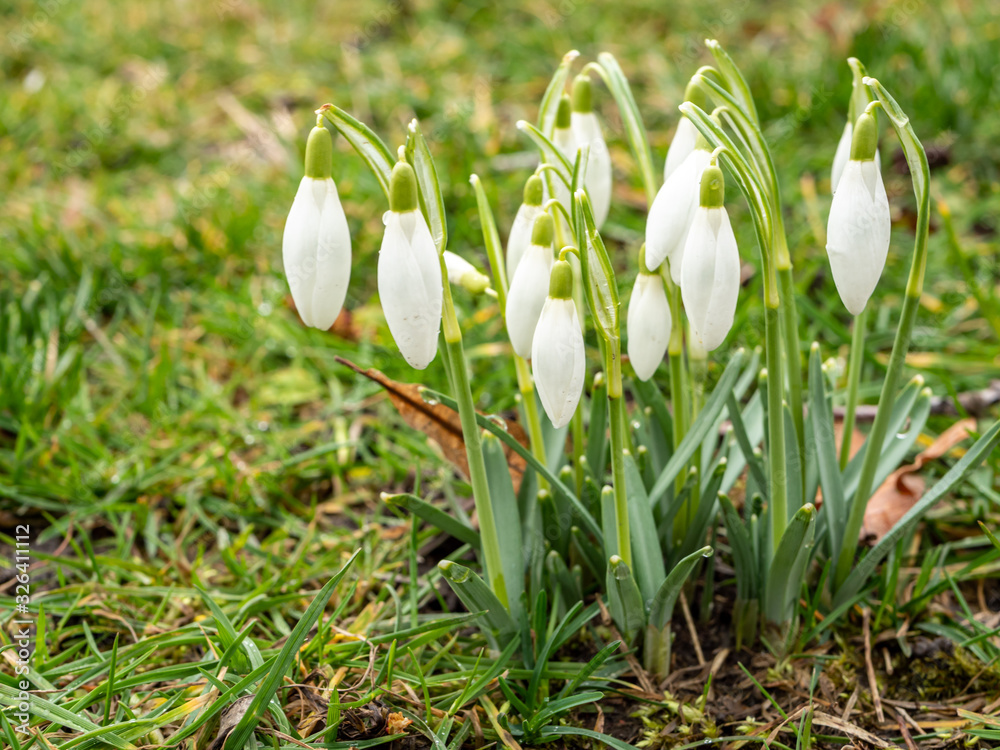 Fototapeta premium Schneeglöckchen blüht im Frühling 