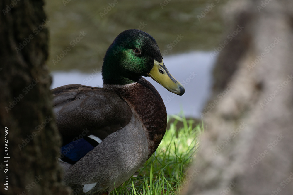 Fototapeta premium Mallard male in a garden