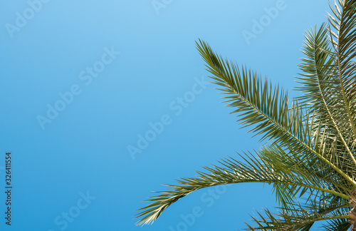 Green palm tree in summer blue sky with copy space background.