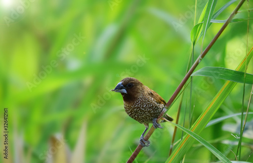 The scaly-breasted munia or spotted munia (Lonchura punctulata) in the wild with a blur background. Little bird in the field