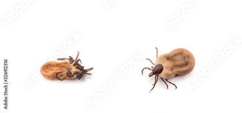 Macro of bloodsucker disease carrier tick isolated on white