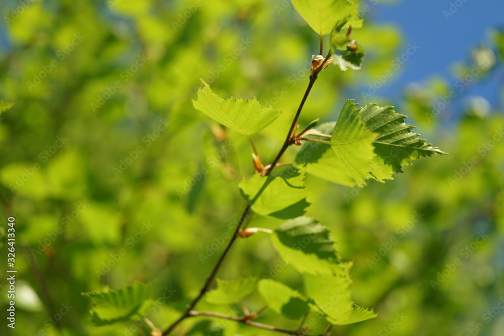 Leaves of birch in spring forest. Leaves of birch in spring forest.