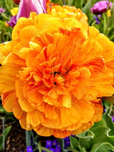 Orange and Yellow Flower Close-Up