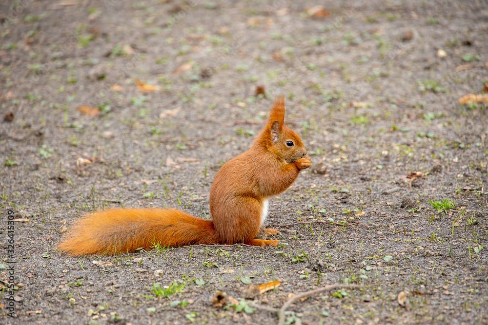 little red squirrel in a natural habitat in the city park little red squirrel in a natural habitat in the city park