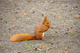little red squirrel in a natural habitat in the city park