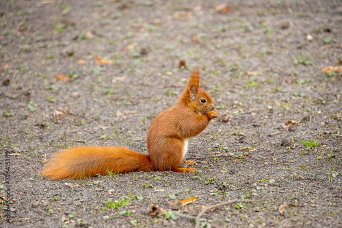 little red squirrel in a natural habitat in the city park