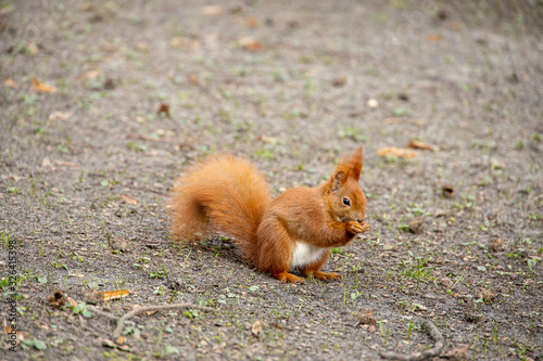 little red squirrel in a natural habitat in the city park