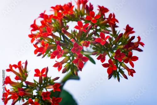 A close-up of a pot of red flowers