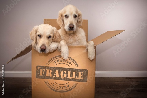 Hunde im Karton zerbrechlich © Jessica