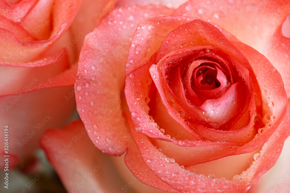Close-up beautiful orange roses with water drops. Soft focus. Valentines day or Birthday celebration concept