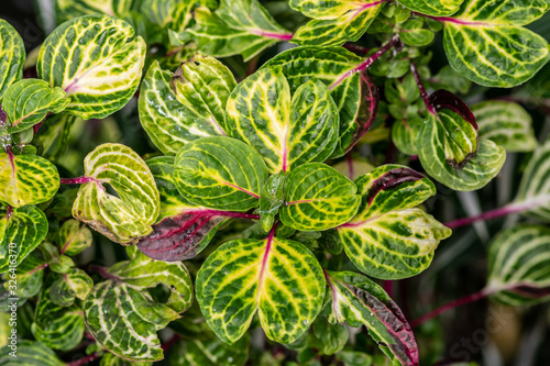 Flora in the Cold Greenhouse - Lisbon 2020