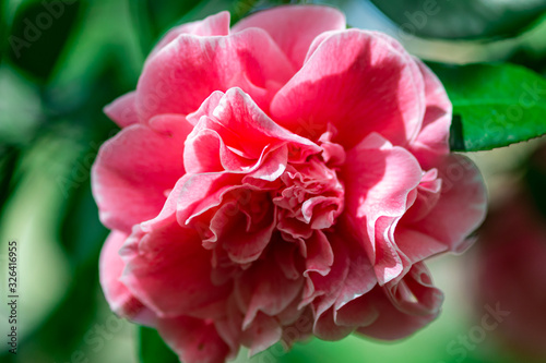 Camellia in the Cold Greenhouse  - Lisbon