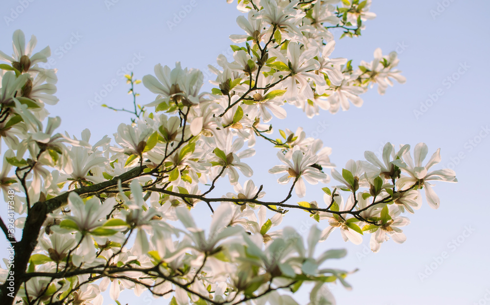 Beautiful blooming magnolia branches with open flowers. White chinese magnolia with tulip flowers in spring garden. Botanical Garden in May. Beautiful blooming magnolia branches with open flowers. White chinese magnolia with tulip flowers in spring garden. Botanical Garden in May.