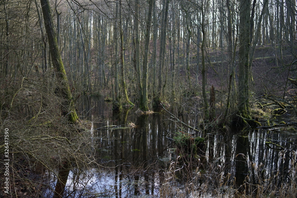 Swamp, swampland in Jasmund national park Swamp, swampland in Jasmund national park