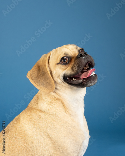 Canvas Print Portrait of young adorable happy puggle