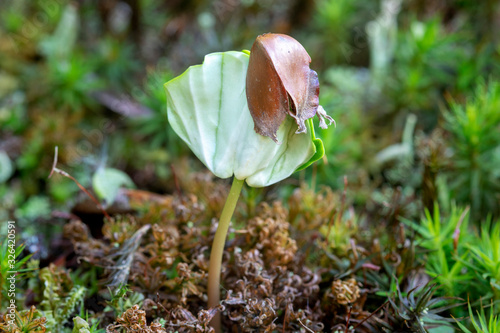 The sapling of Fagus sylvatica, the European beech or common beech on a forest floow with a moss photo