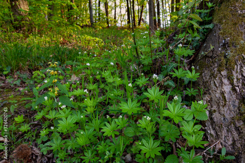Galium odoratum, the sweetscented bedstraw in a forest