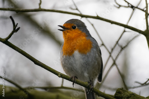 A Robin Redbreast perched on a green moss covered branch amongst the trees