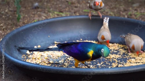 closeup of a royal starling eating seeds, tropical bird specie from Africa
