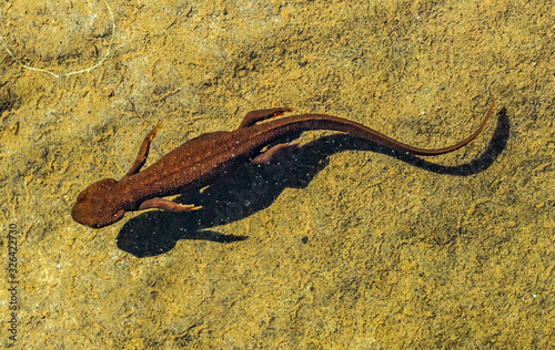 Top view of a rough-skinned or roughskin newt, taricha granulosa, swimming underwater in Trillium Lake, Oregon, USA. photo