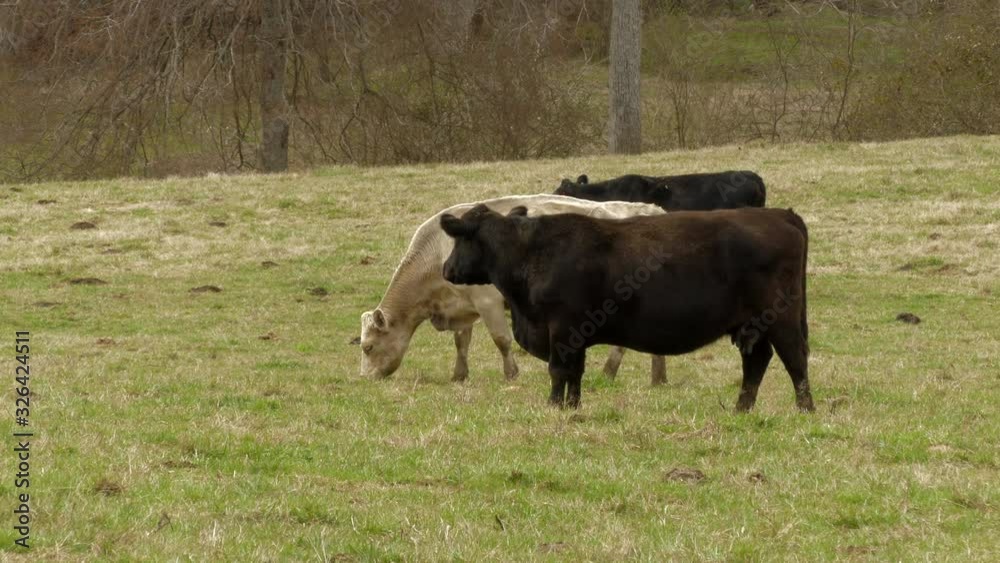 White and Black Cows Grazing together White and Black Cows Grazing together