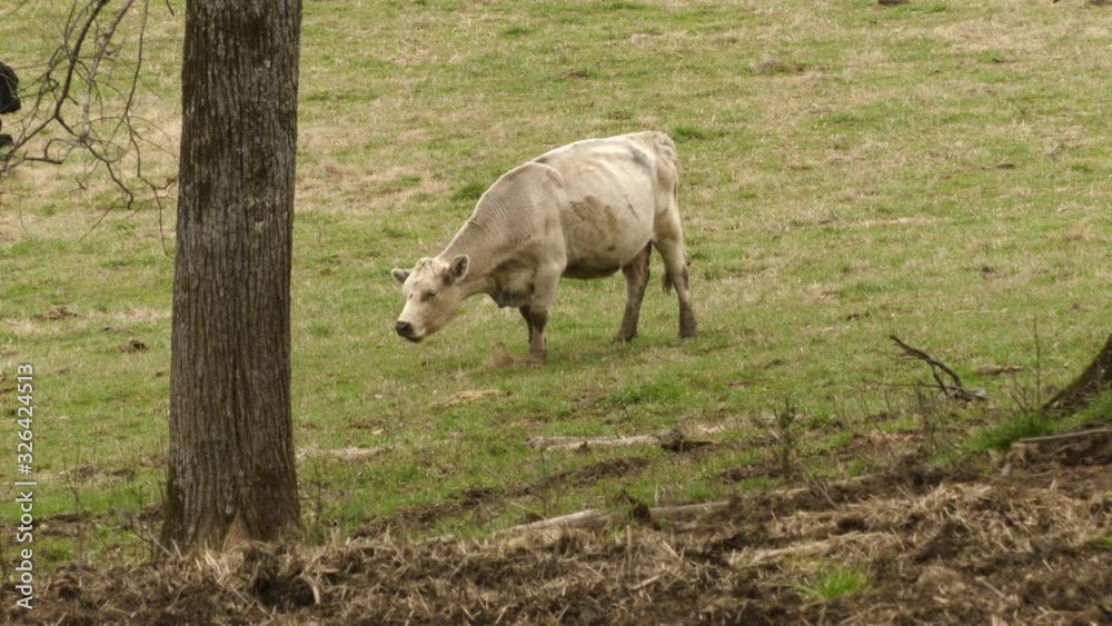 Dirty White Cow Grazing by Tree Dirty White Cow Grazing by Tree