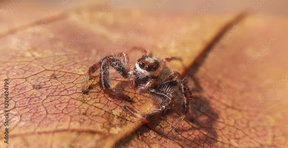 Obraz premium jumping spider on hunt