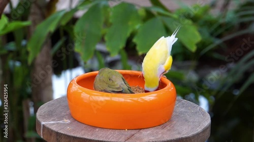 closeup of Gouldian finches eating food, popular tropical bird specie from Australia