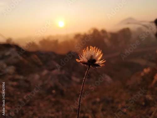 flower in sunset