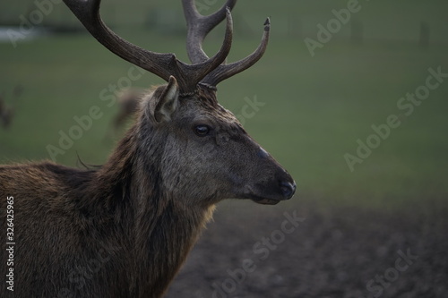 Close up of red deer, elk, cervus elaphus with antler     