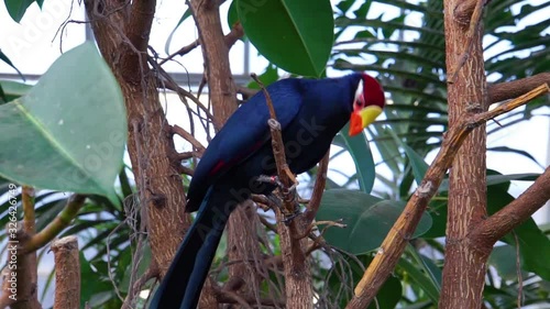 Violet turaco sitting on a tree branch, popular exotic bird specie from africa
