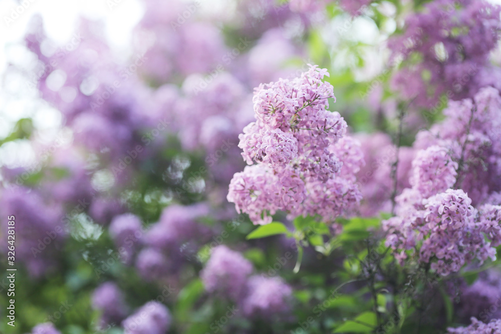beautiful liliac flowers background. Violet tone. Floral spring composition. Selective focus. beautiful liliac flowers background. Violet tone. Floral spring composition. Selective focus.