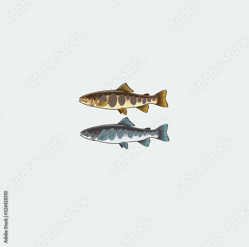 Marieties of salmon