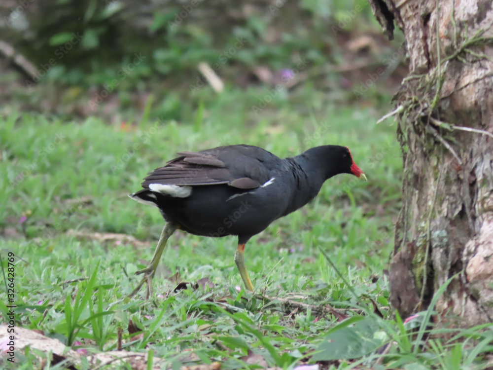 Wild black duck with red crest walking on a lawn Wild black duck with red crest walking on a lawn