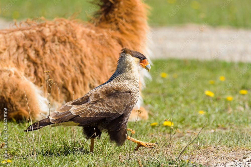 Fototapeta premium chilean bird of prey