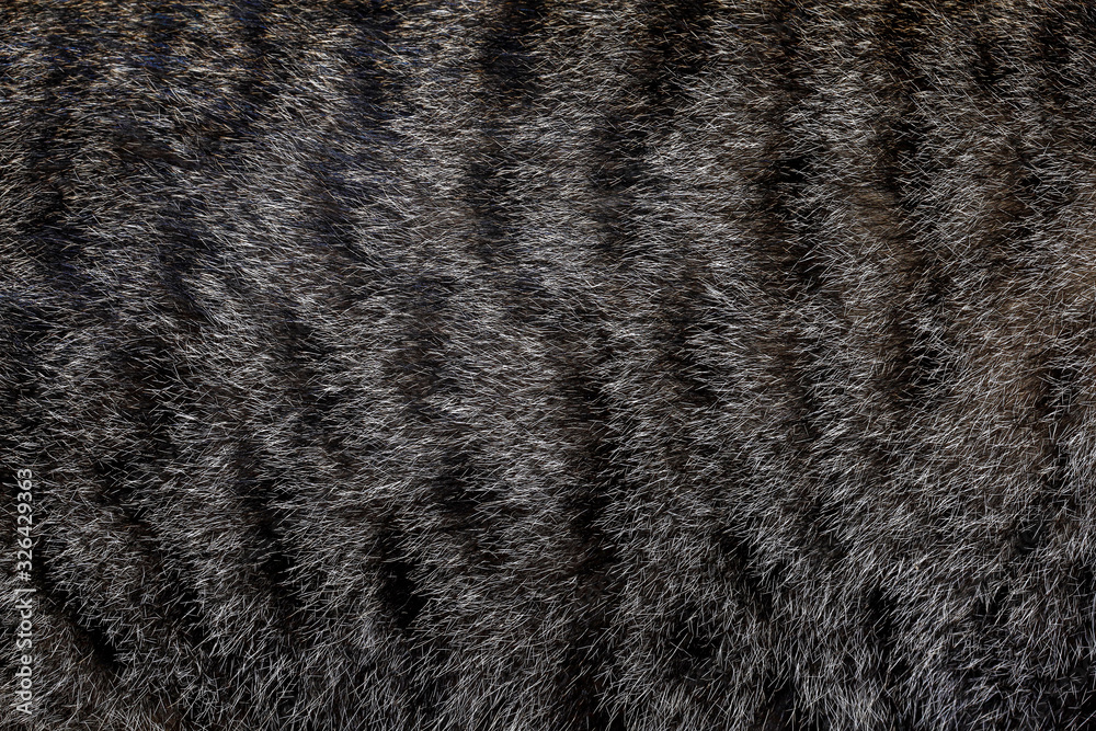 Close up gray cat skin for cat pattern and background Close up gray cat skin for cat pattern and background
