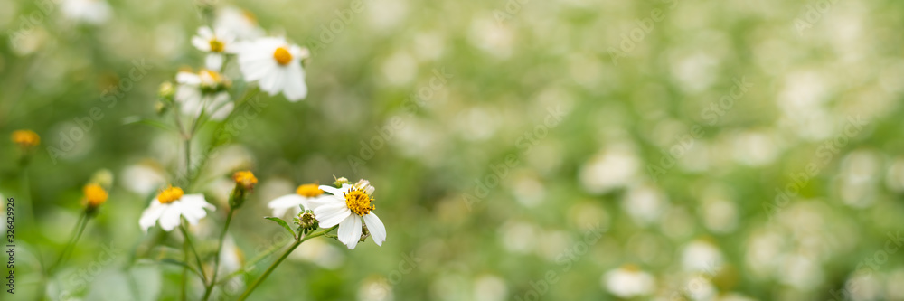 landscape of small white flower background landscape of small white flower background