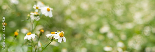 landscape of small white flower background