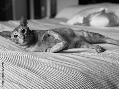 cat in the bed