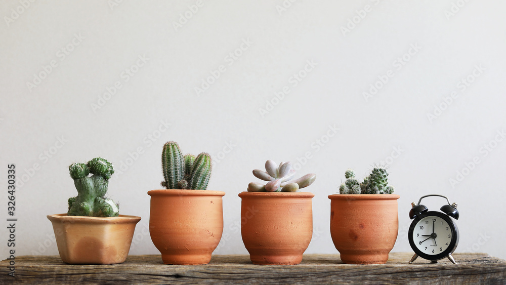 Cactus plants in brown clay line up horizontal on wooden table with small black clock  